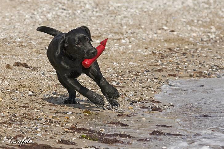 Labrador retriever Happy Tail Wag´s Tiscapa billede 10
