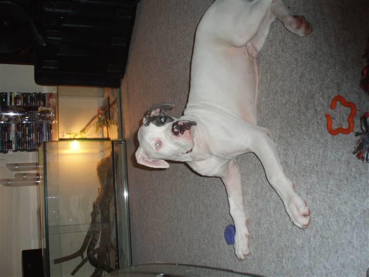 Amerikansk bulldog Dumbo billede 3