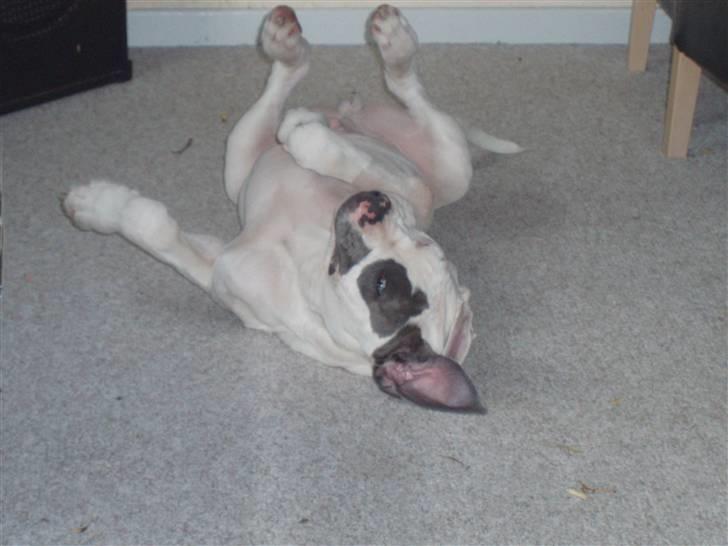 Amerikansk bulldog Dumbo billede 4