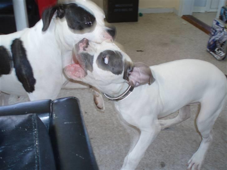 Amerikansk bulldog Dumbo billede 6