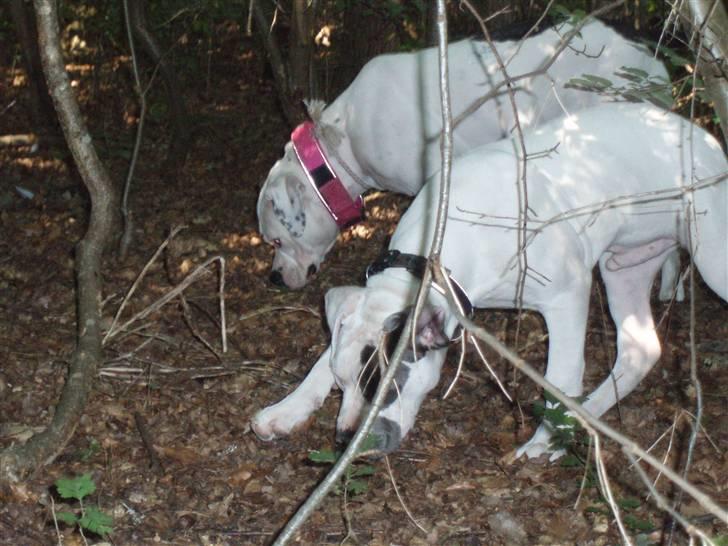 Amerikansk bulldog Dumbo billede 7