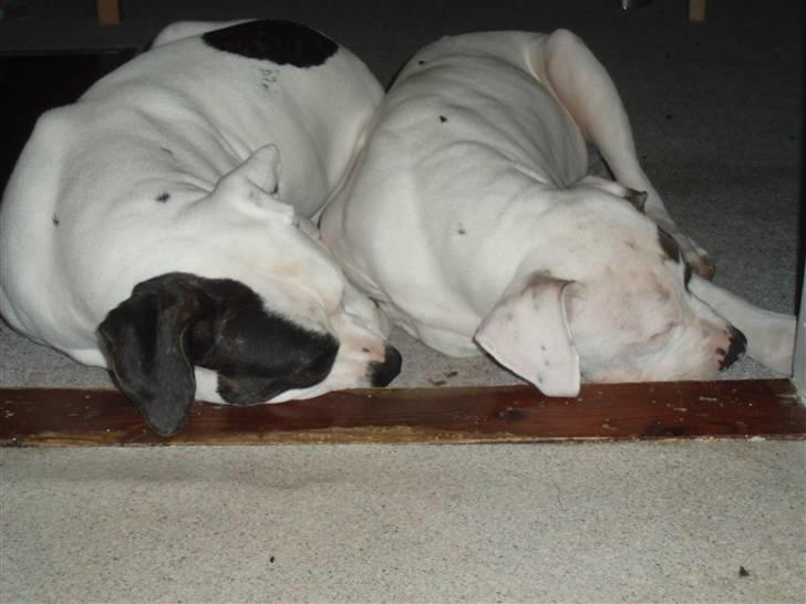 Amerikansk bulldog Dumbo billede 8