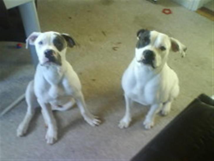 Amerikansk bulldog Dumbo billede 10