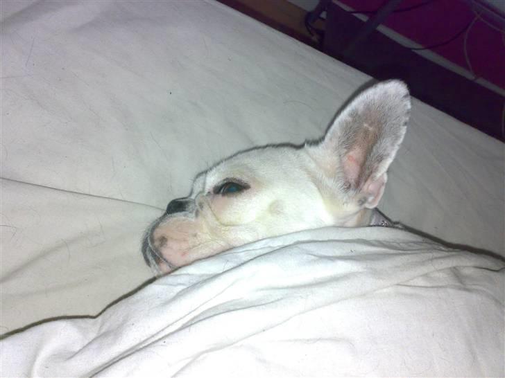 Fransk bulldog mini - min lille putte trold billede 14