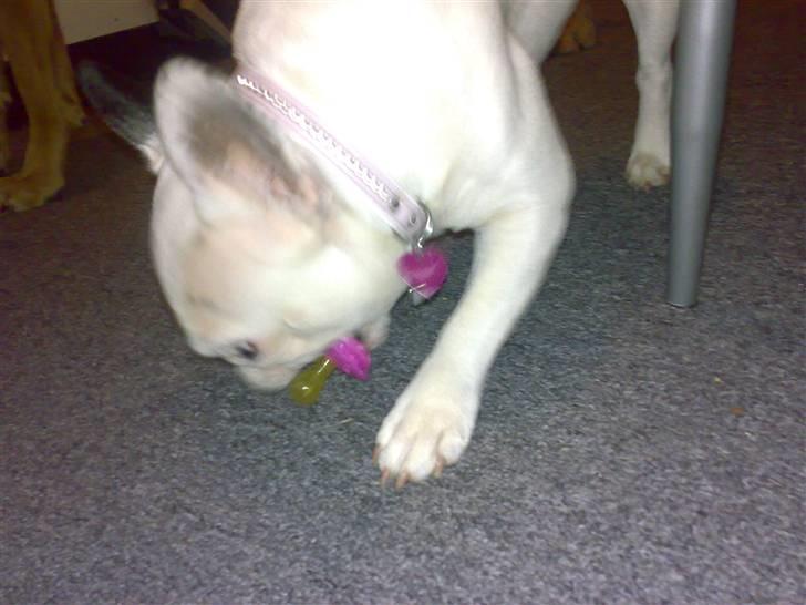 Fransk bulldog mini - min sut kan jeg ikk undvære billede 15