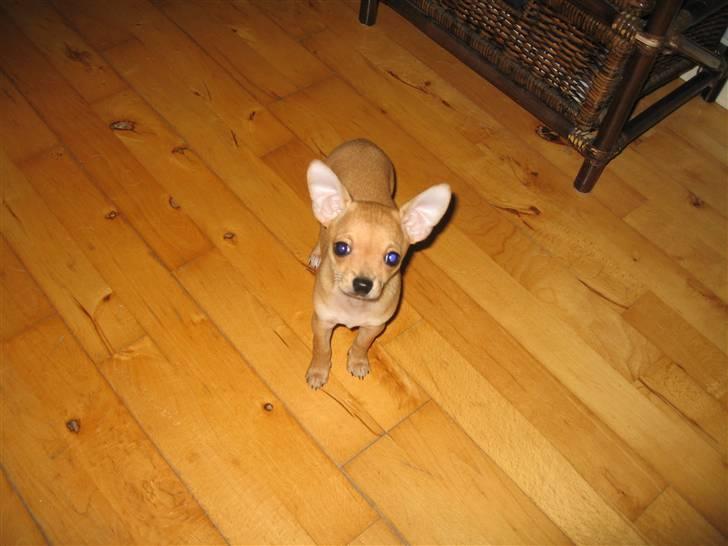 Chihuahua Ofelia billede 4