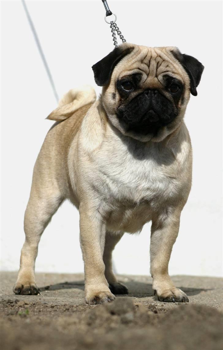 Mops ¤ Kisci Audrey Hepburn ¤ - Velkommen til min profil.... det er mig der er Audrey..... Audrey Hepburn - 5/4 - 09 billede 1