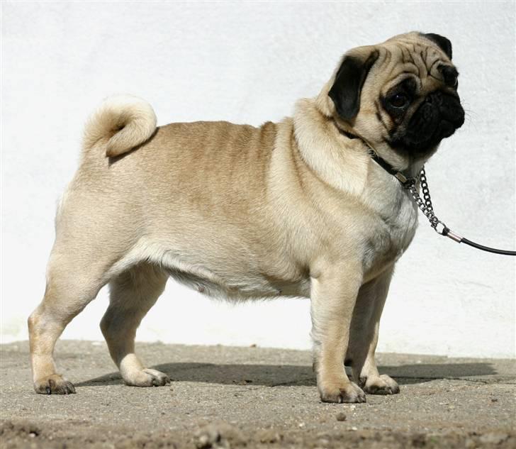 Mops ¤ Kisci Audrey Hepburn ¤ - 5/4 - 09 billede 2