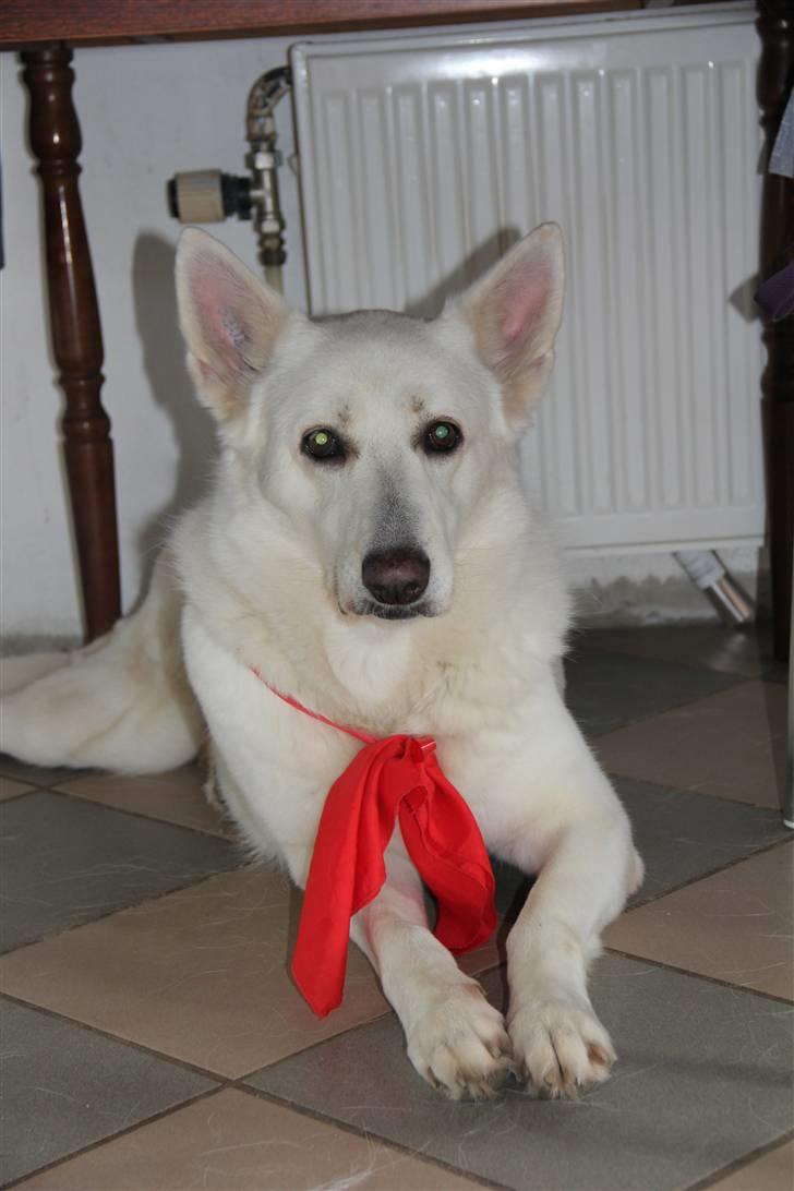 Hvid Schweizisk Hyrdehund Jessie White 06-07-2011 - Jessie på sin 10års fødselsdag d. 15-08-2010 : ) billede 12