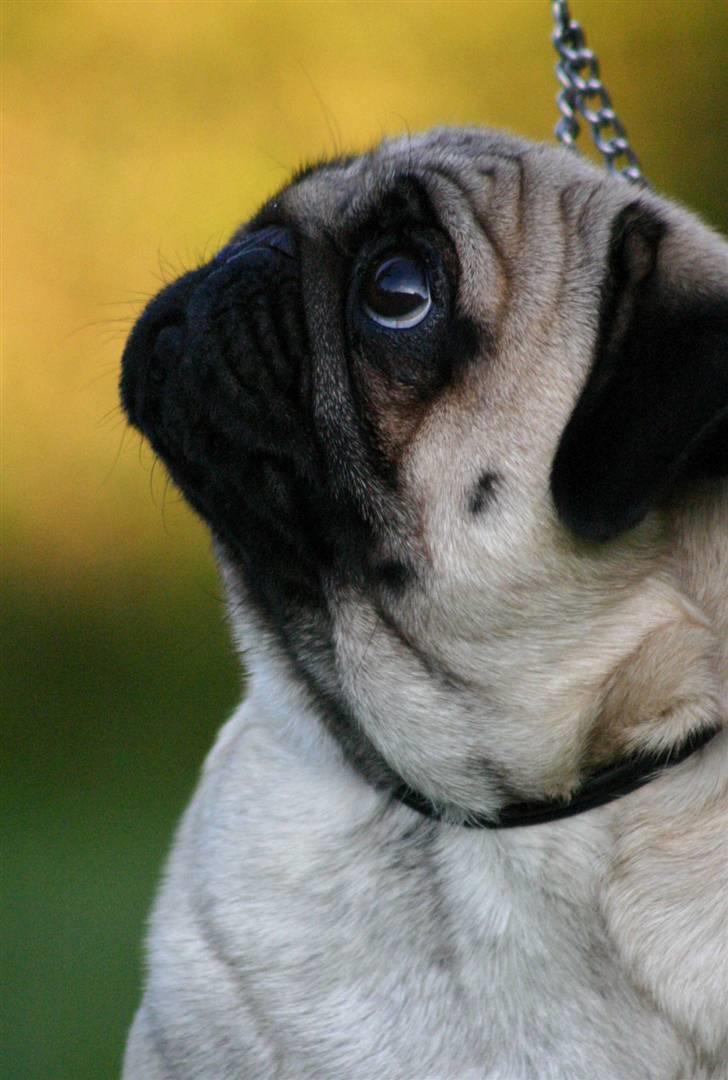 Mops ¤ Kisci Audrey Hepburn ¤ - 21/11 - 08 billede 3