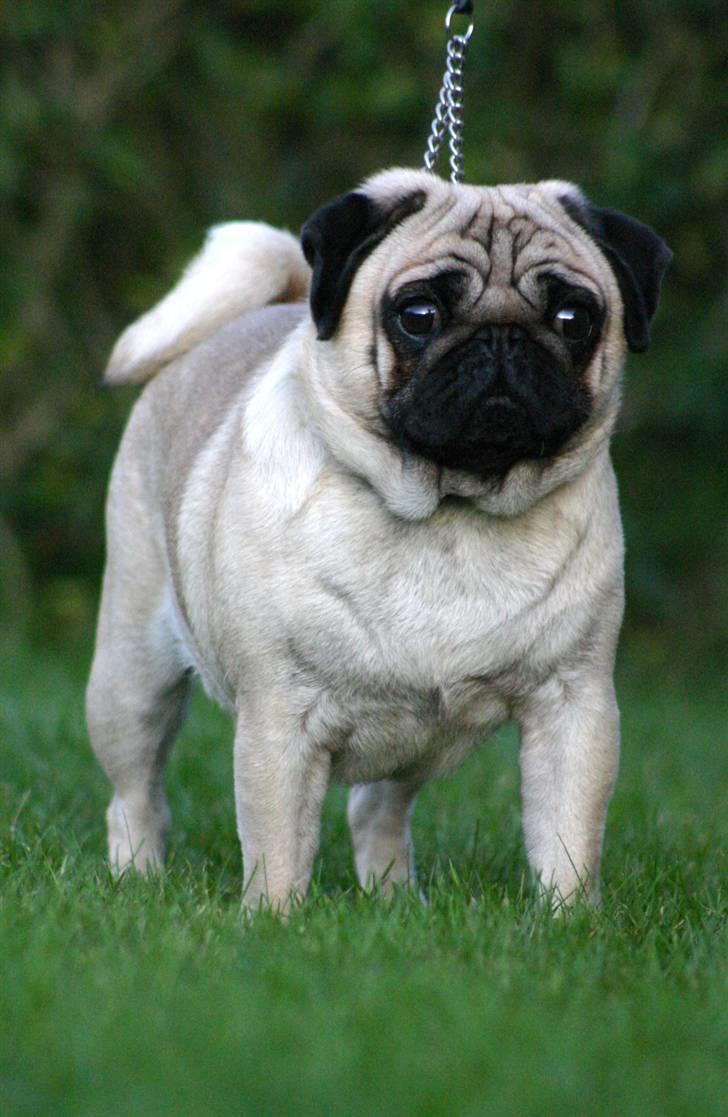 Mops ¤ Kisci Audrey Hepburn ¤ - 21/11 - 08 billede 4