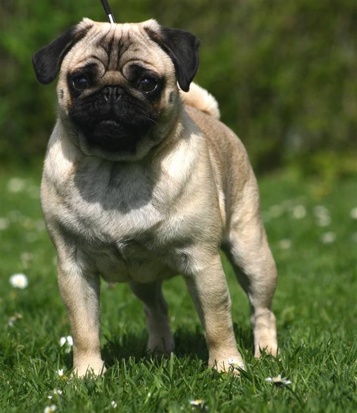 Mops ¤ Kisci Audrey Hepburn ¤ - Dejligt... billede 5