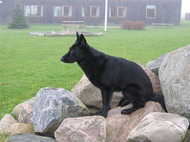 Schæferhund Alli <3 - Alli, som sidder på nogle sten, og ser smuk ud! billede 15