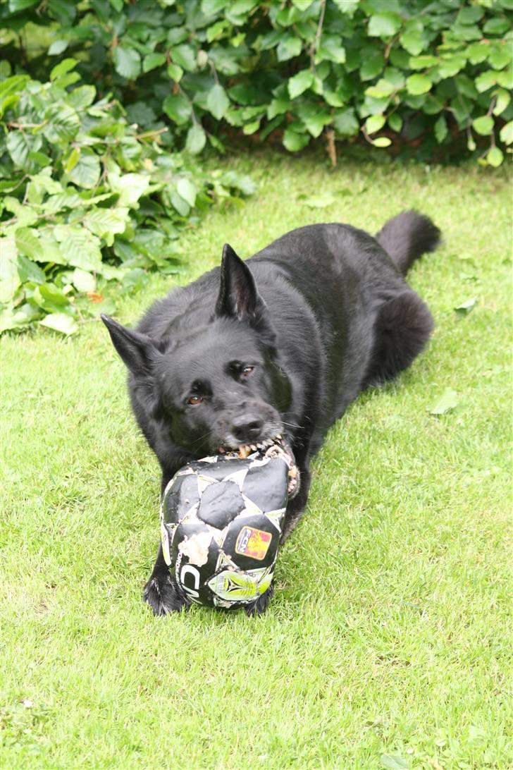 Schæferhund Alli <3 - Tja, man kan roligt sige at hun har tænder :b Foto: RIkke billede 16