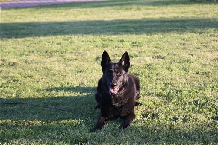 Schæferhund Alli <3 - Min smukke tøs, i aftens mørke! Foto: Mig billede 18