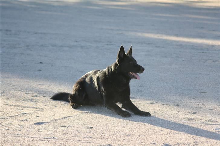 Schæferhund Alli <3 - Indkalds øvelse. billede 19