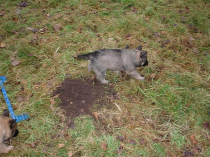 Belgisk hyrdehund Athene - ude at lege billede 9