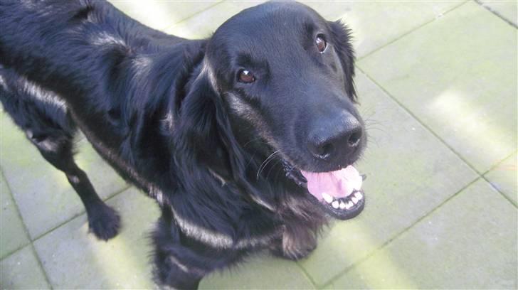 Flat coated retriever Robin - Robin <3 billede 2