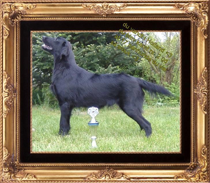 Flat coated retriever Robin - han vandt 2. pladsen ud af 17 hanhunde <3 billede 3