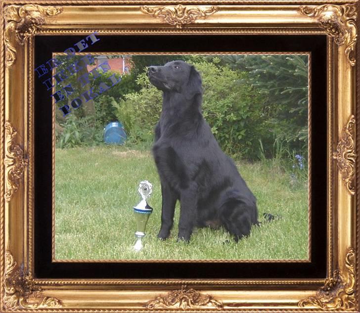 Flat coated retriever Robin - lige kommet hjem fra en tur i holland hvor du vandt en fin lille pokal <3 billede 4
