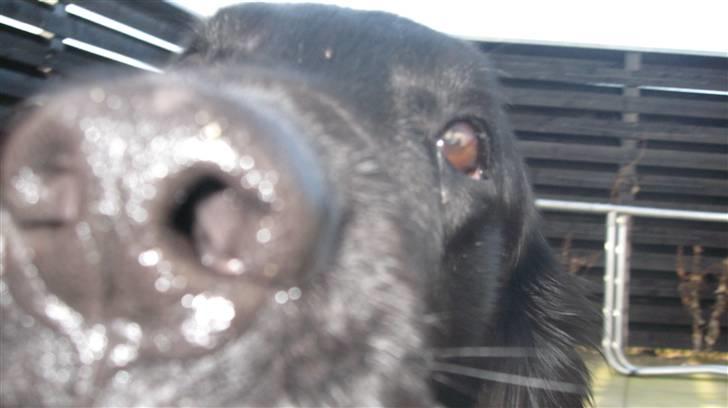 Flat coated retriever Robin - jeg er bare såå nuttet ! billede 5