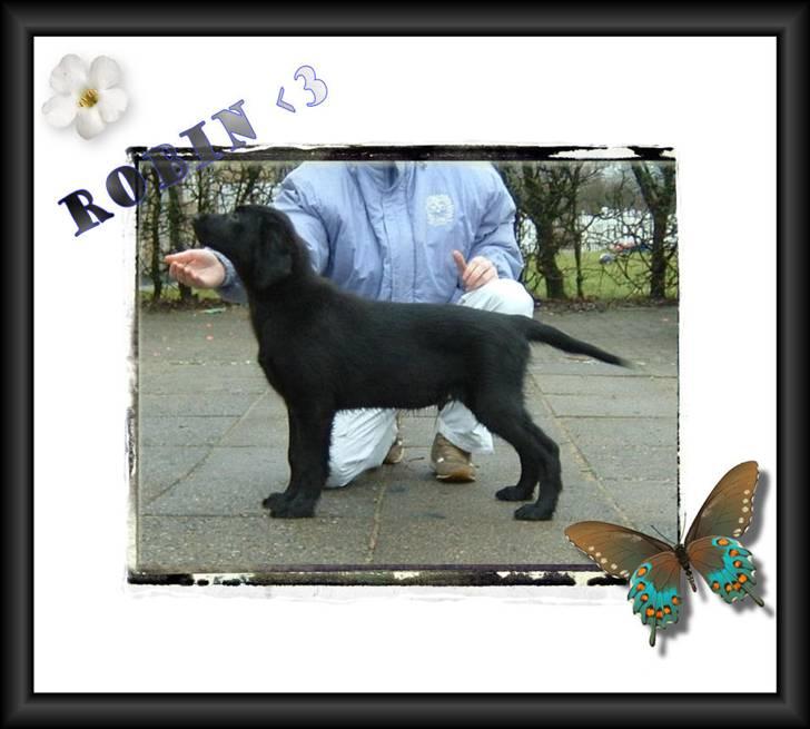 Flat coated retriever Robin - stadig en lille vaps <3 er han ikke bare det kæreste ?? billede 6