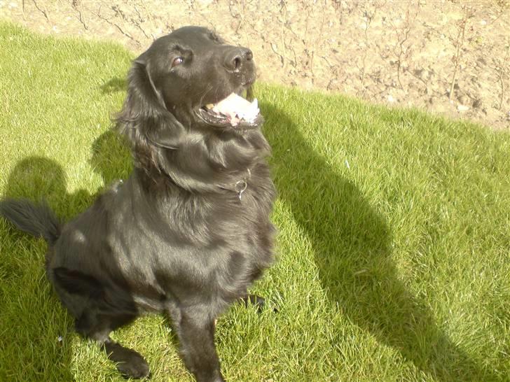 Flat coated retriever Robin - arrh dejlige hundekurv ! billede 7