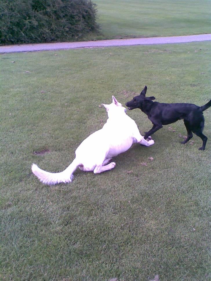 Hvid schæfer smokey billede 8