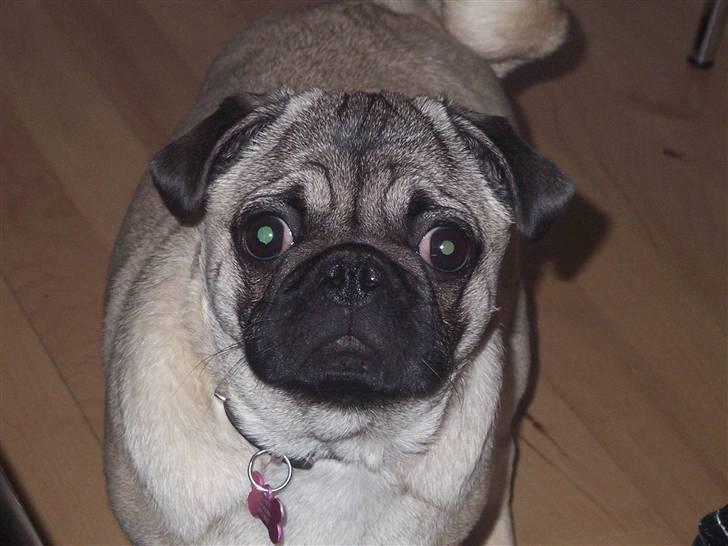 Mops Trunte (Casmier´s Bodil ) billede 12