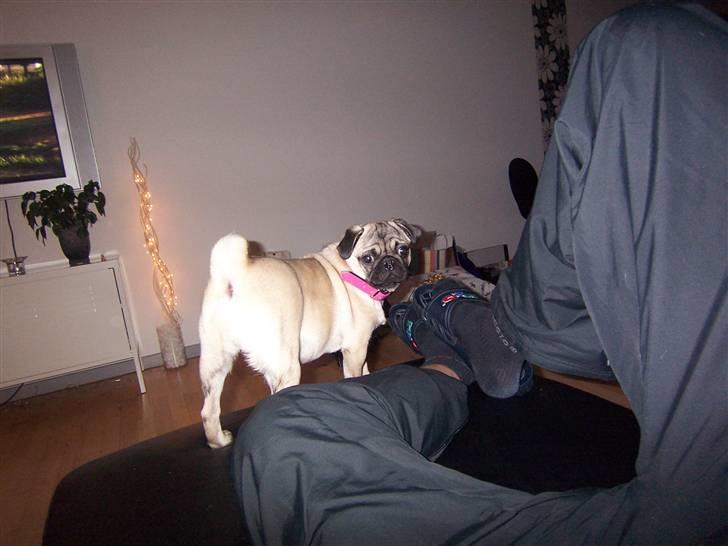 Mops Trunte (Casmier´s Bodil ) billede 13