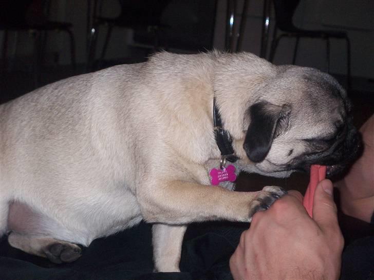 Mops Trunte (Casmier´s Bodil ) billede 14