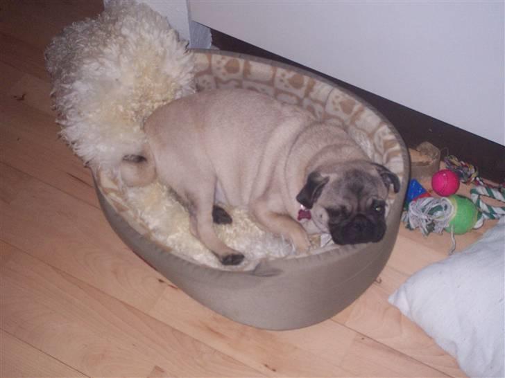 Mops Trunte (Casmier´s Bodil ) billede 15