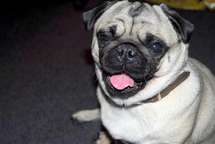 Mops Trunte (Casmier´s Bodil ) - Gaaaab jeg er lidt søvning. billede 16