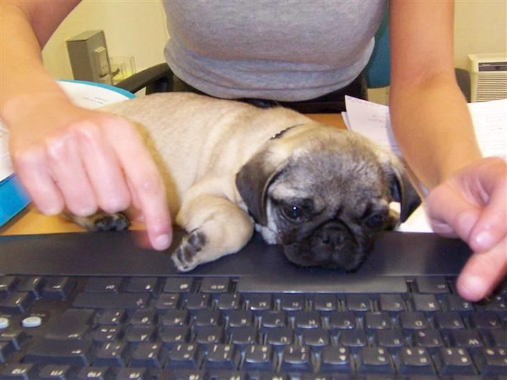 Mops Trunte (Casmier´s Bodil ) billede 17