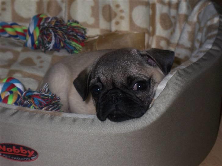 Mops Trunte (Casmier´s Bodil ) billede 18