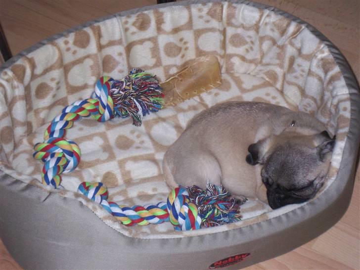 Mops Trunte (Casmier´s Bodil ) billede 19