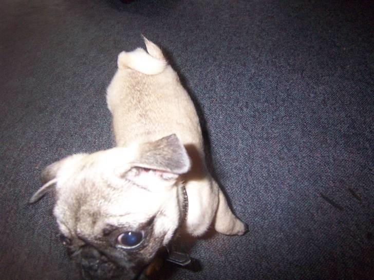 Mops Trunte (Casmier´s Bodil ) billede 20