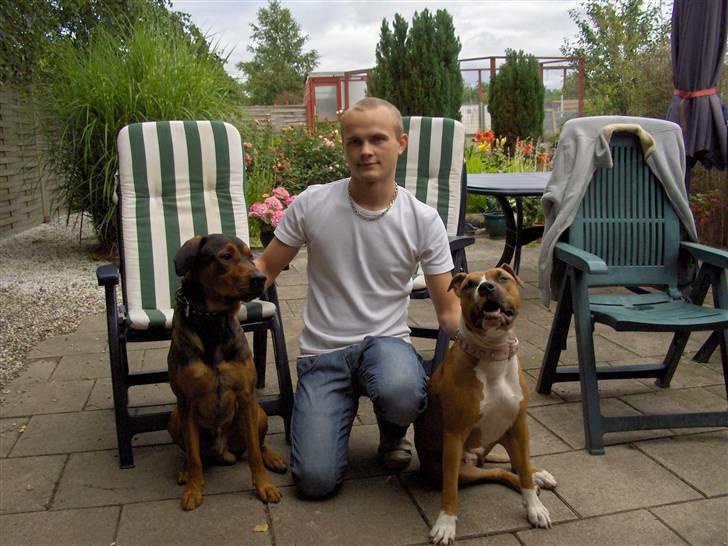 Amerikansk staffordshire terrier Sexy - Det er jo så mig, med mine dejlige hunde :D billede 16