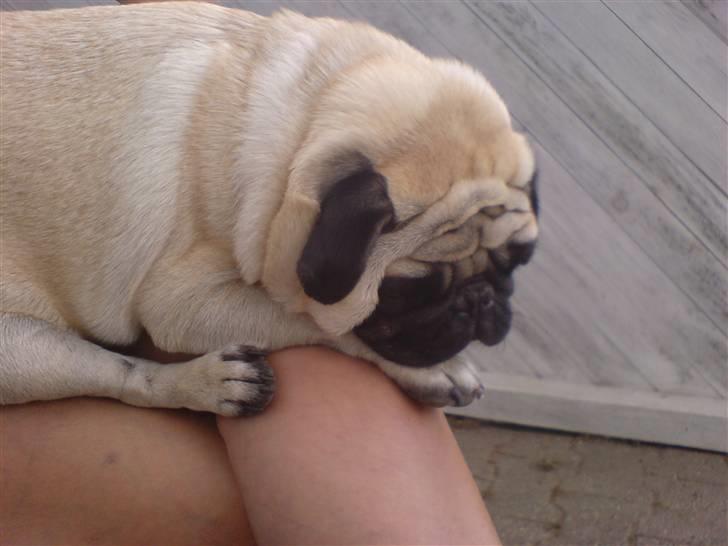 Mops Loui - det her er den rene luksus billede 1