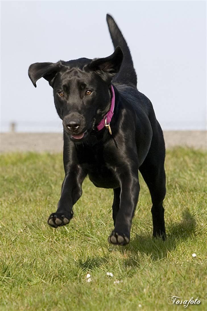 Labrador retriever Brown Hunt's Jolly Roger - Keeva kommer springende - billedet er taget af Tosa Foto billede 12