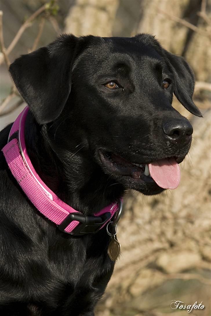 Labrador retriever Brown Hunt's Jolly Roger - Keeva april 2007 (Tosa Foto) billede 13