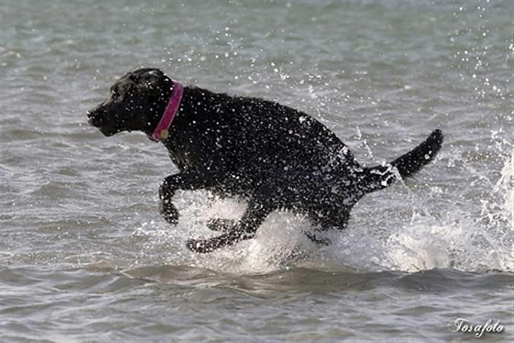 Labrador retriever Brown Hunt's Jolly Roger - Keeva elsker som alle labber VAND!!! (Tosa Foto) billede 14