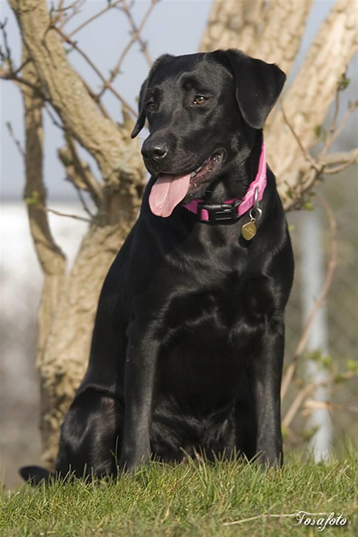 Labrador retriever Brown Hunt's Jolly Roger - Halsbånd og tunge passer sammen. Cool! :-) billede 15