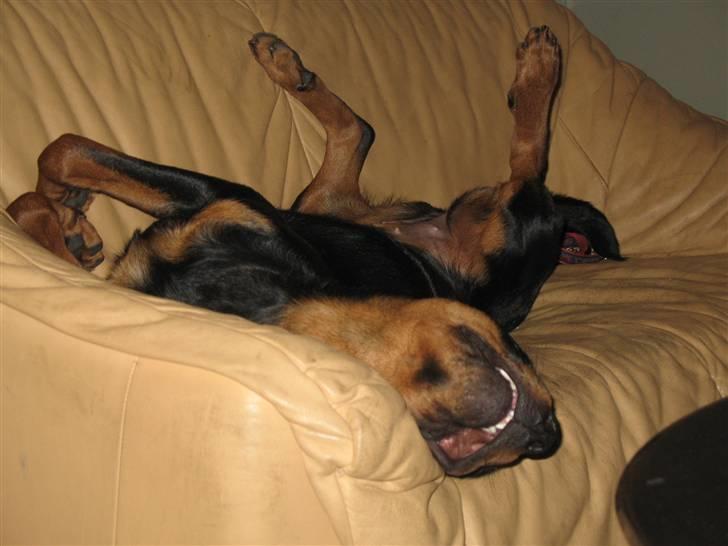 Rottweiler Gisken von Haus Nomis - Gaia sover... billede 12