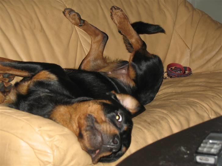 Rottweiler Gisken von Haus Nomis - Moar... Smut nu med det kamera! billede 13