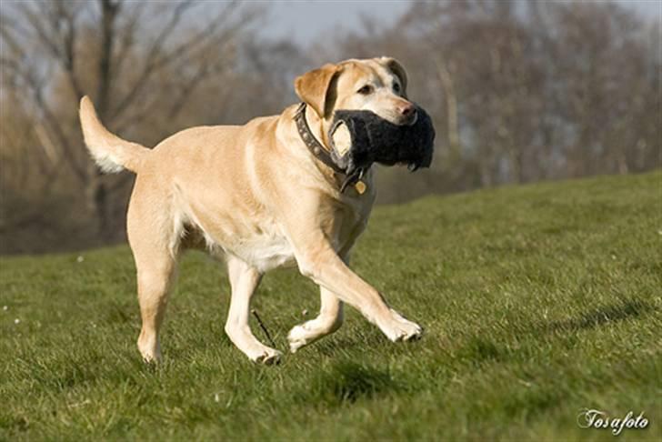 Labrador retriever Josie - Josie foreviget af Tosa Foto, april 2007 billede 10