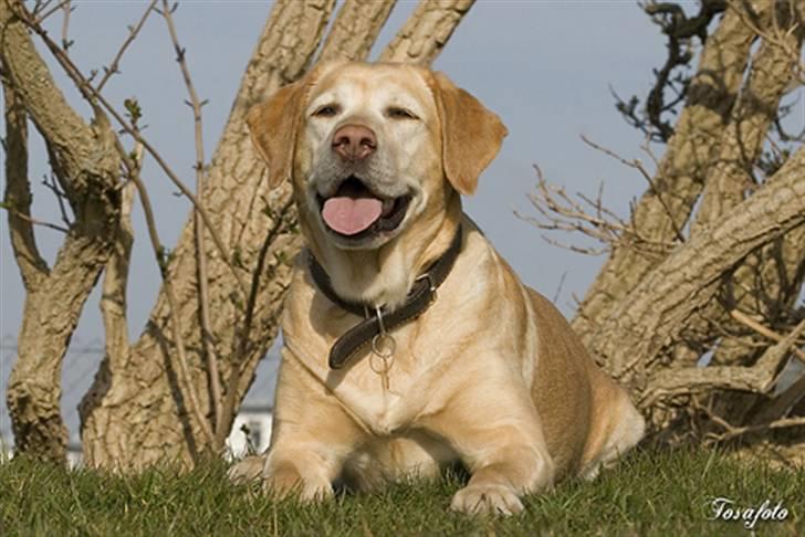 Labrador retriever Josie - Smukke Josie (Tosa Foto) billede 11