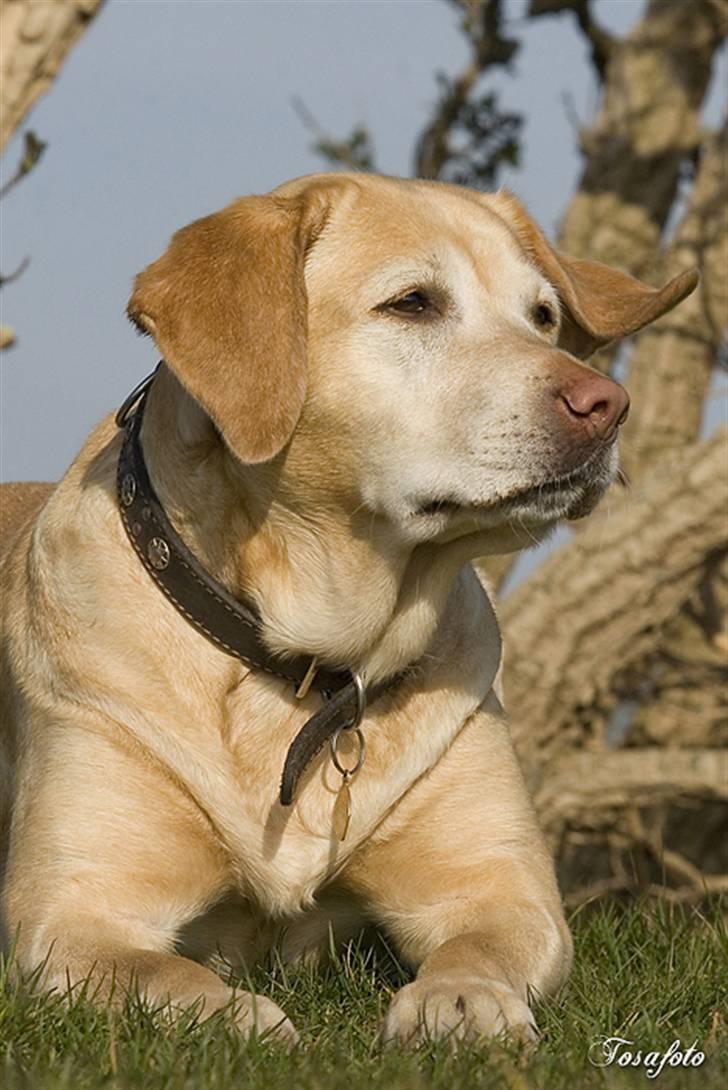 Labrador retriever Josie - Josie og løve billede 12