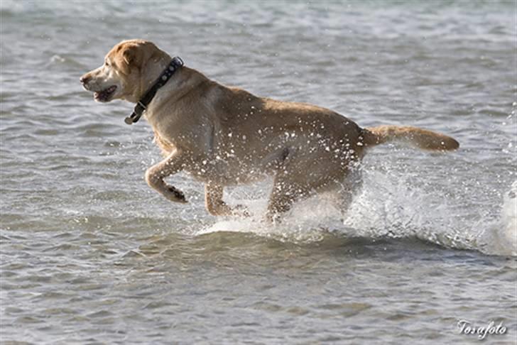 Labrador retriever Josie - Ja, også Josie elsker vand! (Tosa Foto) billede 13