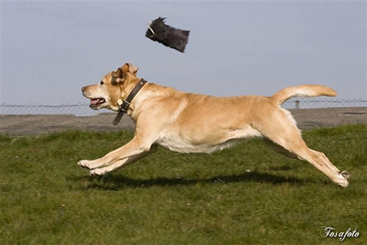 Labrador retriever Josie - Josie og dummy (Tosa Foto) billede 14